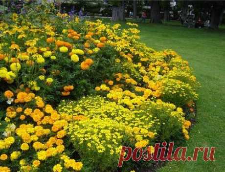 МОНОХРОМНЫЙ ЦВЕТНИК