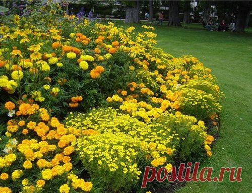 МОНОХРОМНЫЙ ЦВЕТНИК