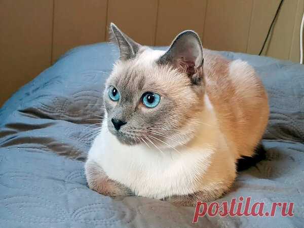 Коты отзываются на имя или на интонацию? | Котоблог | Яндекс Дзен
