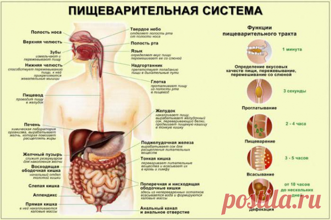 Расположение органов у человека (фото). Внутренние органы человека: схема расположения :: SYL.ru