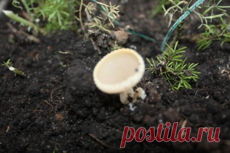 Как сеять грибы. - Садоводка