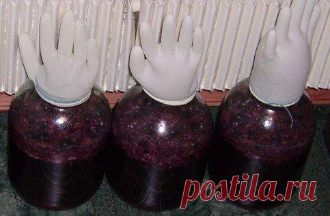 Домашнее вино из калины – рецепт и технология приготовления