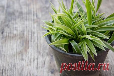 Полезные комнатные растения. | ДОСТОЙНАЯ ЖИЗНЬ НА ПЕНСИИ