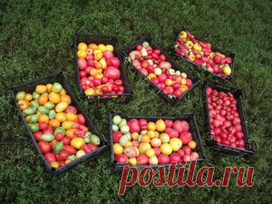 Настоящее богатство или Как жить без продуктовых магазинов.