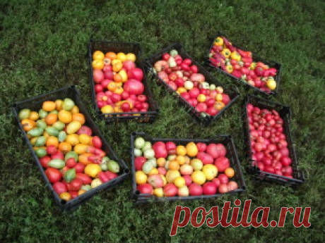Настоящее богатство или Как жить без продуктовых магазинов.