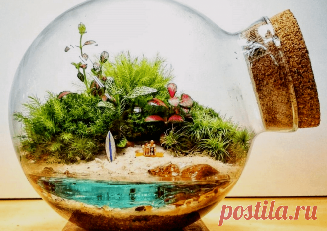 Флорариумы: виды, описание, идеи оформления ~ Planetalsad