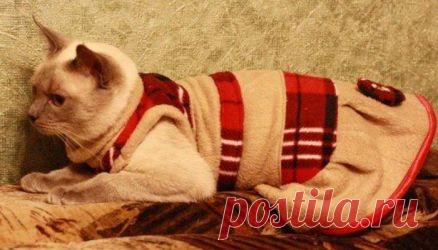 Как сделать одежду для кошки самостоятельно
