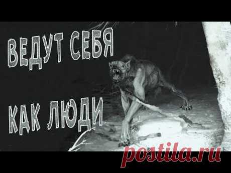 Ночные существа снятые на камеру |  Они среди нас?