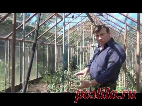 ПОДКОРМКА. Большой урожай БЕЗ минеральных удобрений - YouTube