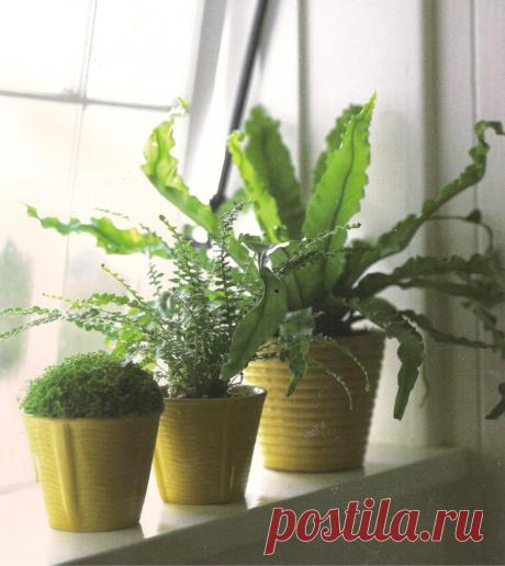 борьба с вредителями комнатных растений Правильный уход за растениями - это наилучший способ профилактики появления вредителей. Здоровые, ухоженные растения редко подвергаются серьёзному поражению вредителей. Борьба с вредителями комнатных растений - это очень серьёзное дело.