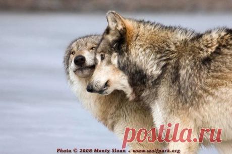 Волки — вольные воины силы…