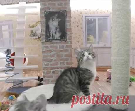 Реалити-шоу &quot;Keeping Up With the Kattarshians&quot; с приютскими котятами в кукольном домике в Исландии - Хвостатые байки