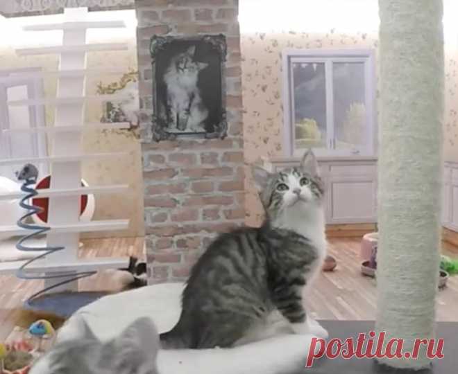 Реалити-шоу "Keeping Up With the Kattarshians" с приютскими котятами в кукольном домике в Исландии - Хвостатые байки