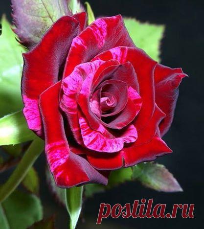 wasfee: В жизни я слышал многое — клятвы, обещания, комплименты, но лучшее, что я слышал — тишина. В ней нет лжи.