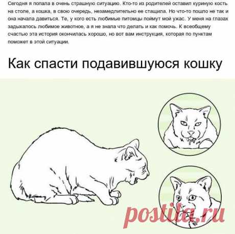 Как спасти своего питомца до приезда ветеринара
