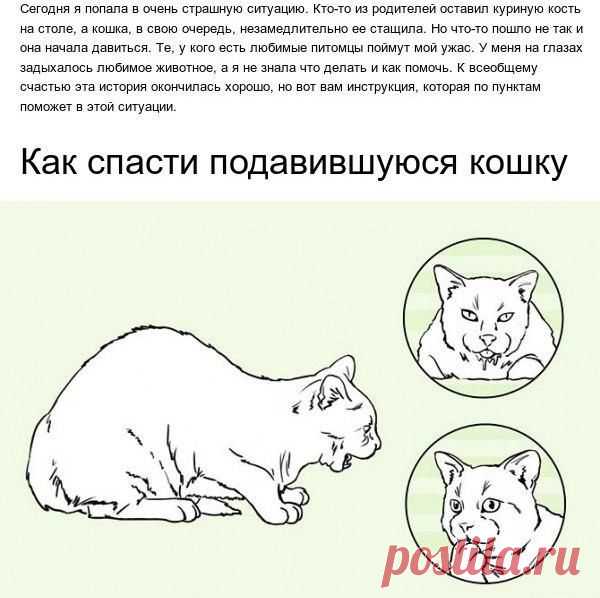 Как спасти своего питомца до приезда ветеринара