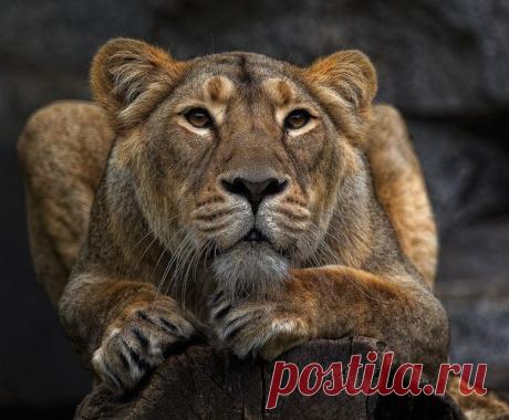Фото Без названия. Альбом ЦАРЬ ЗВЕРЕЙ - 50 фото. Фотографии ⊰✿⊱ ОЛЬГА ⊰✿⊱.