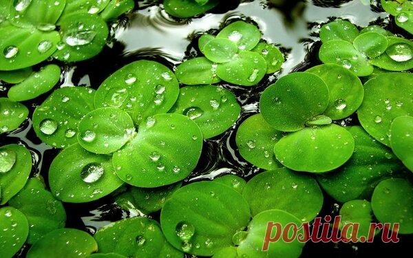 Ряска - наша 