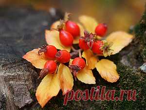 Мастер классы cold porcelain polymer clay: Веточка шиповника из холодного фарфора мастер класс.