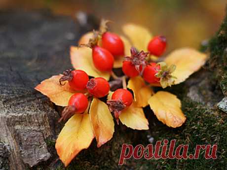 Мастер классы cold porcelain polymer clay: Веточка шиповника из холодного фарфора мастер класс.