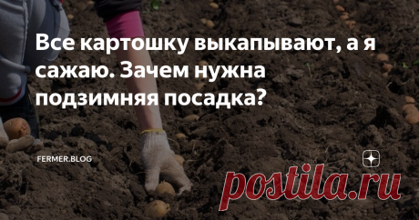 Все картошку выкапывают, а я сажаю. Зачем нужна подзимняя посадка? Подзимняя посадка картофеля позволяет получить ранний урожай. При этом клубни будут крупными и совершенно здоровыми. Дело в том, что в этом случае растения намного лучше будут расходовать полученную зимой и весной влагу. При этом до наступления сильной жары будет полностью сформирован урожай. До того, как появится фитофтора, практически заканчивается рост, поэтому не требуется проведения дополнительных обра...