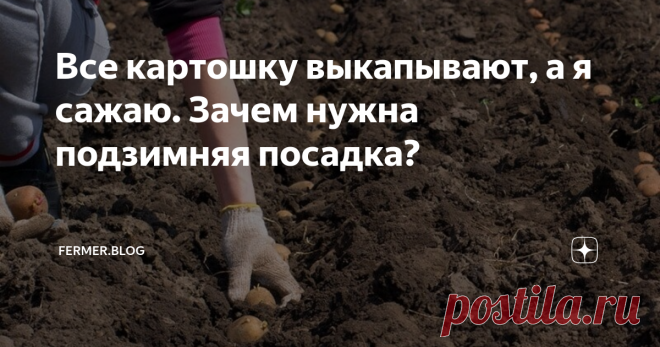 Все картошку выкапывают, а я сажаю. Зачем нужна подзимняя посадка? Подзимняя посадка картофеля позволяет получить ранний урожай. При этом клубни будут крупными и совершенно здоровыми. Дело в том, что в этом случае растения намного лучше будут расходовать полученную зимой и весной влагу. При этом до наступления сильной жары будет полностью сформирован урожай. До того, как появится фитофтора, практически заканчивается рост, поэтому не требуется проведения дополнительных обра...