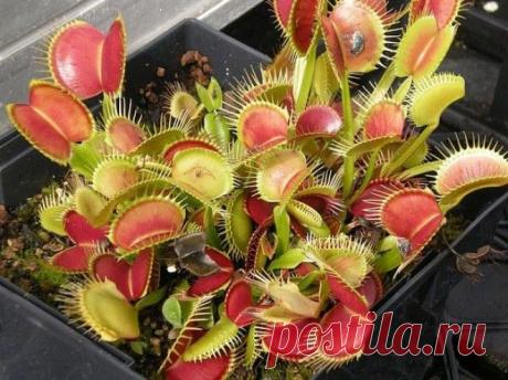 5 растений, которые поражают воображение: Венерина мухоловка