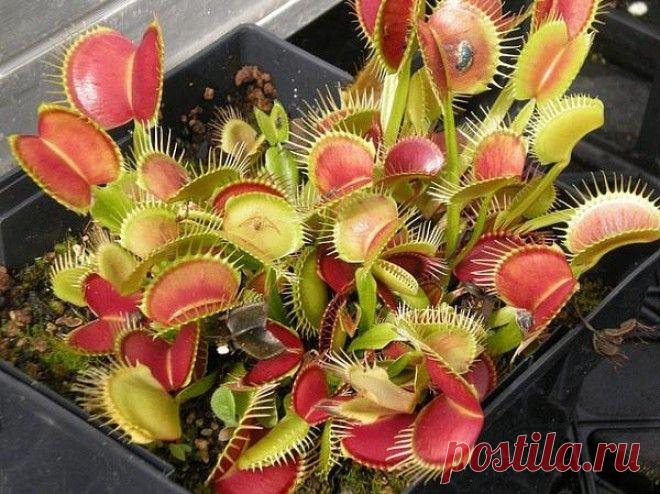 5 растений, которые поражают воображение: Венерина мухоловка