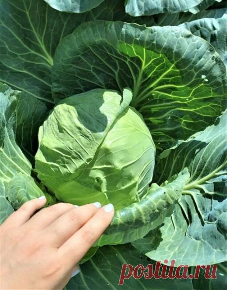 Почему у капусты не завязываются кочаны. Чем подкормить капусту, чтобы выросли огромные головы  Кочан капусты -- это не просто кочан, а соцветие, в котором созревают семена. Чтобы созрели семена, необходимы два условия: тепло и свет. Свет и тепло -- это как бы биологические часы, которые "заведены" у растений, и они работают независимо от того, кто их заводит. В природе растения завязывают кочаны на протяжении всего лета. А у нас, увы, не так. У нас только в июне-июле бывает тепло, света хвата…