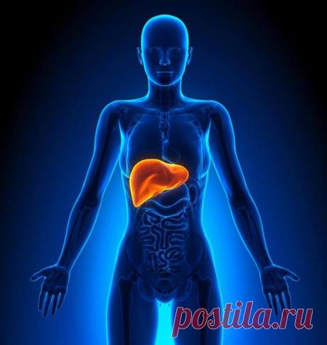 За что же отвечает наша печень / Будьте здоровы