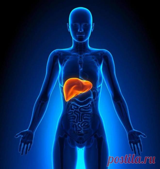 За что же отвечает наша печень / Будьте здоровы