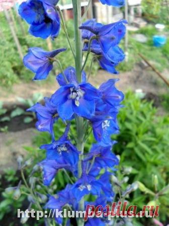 Дельфиниум
