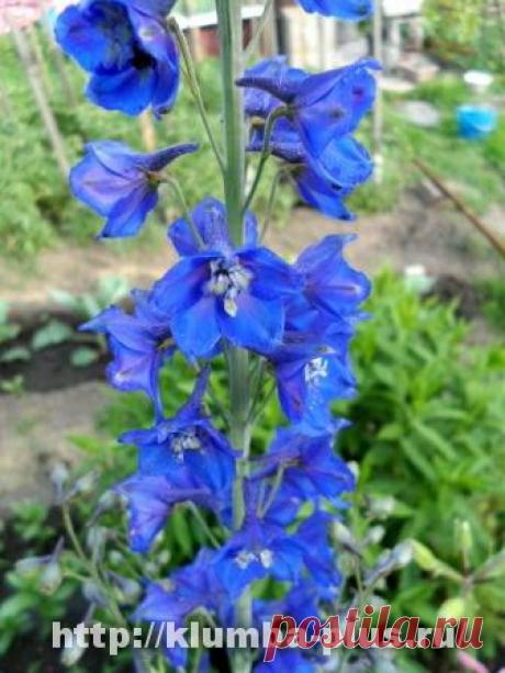 Дельфиниум