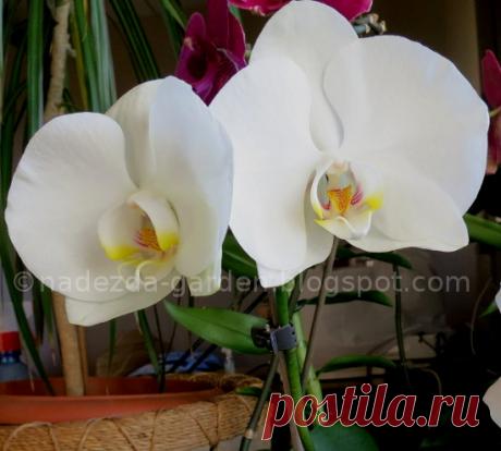(+1) Орхидеи