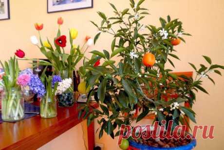 ВЫРАЩИВАЕМ МАНДАРИН ИЗ КОСТОЧКИ В ДОМАШНИХ УСЛОВИЯХ 

источник Home Garden|Сад, огород, дача
 
 






ВЫРАЩИВАЕМ МАНДАРИН ИЗ КОСТОЧКИ В ДОМАШНИХ УСЛОВИЯХ- Для посадки мандарина вам будут необходимы семена, а точнее косточки, которые можно «добыть», пр…