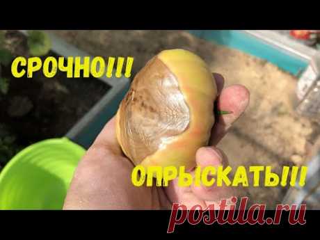 Надёжное средство от гнили на томатах есть! Такие пятна на помидорах это не болезнь