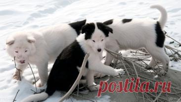 Снежки в подарок - OGADANIE.RU