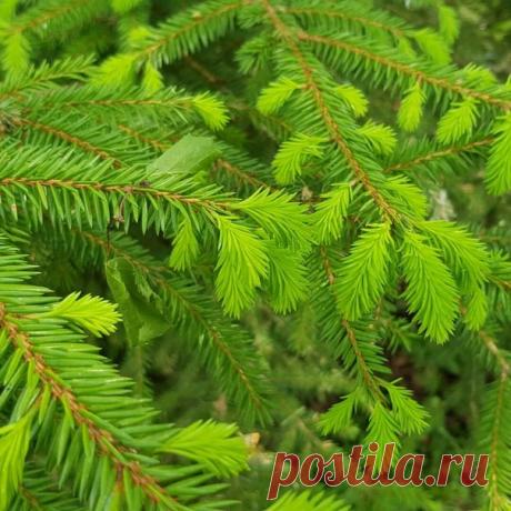 КАКОЙ СЕГОДНЯ ПРАЗДНИК? 6 Июня 2018 г. – Среда • День русского языка7 лет • Международный день бега (Global Running Day) • День рождения электрического утюга136 лет • День рисования драконов • Праздник топтуна • Пушкинский день21 год • День журналиста - Украина • День учителя - Боливия • День финансовой полиции - Казахстан • Национальный день Швеции • День поминовения - Южная Корея • Национальный день яблочного пирога - США • День автокинотеатров - США • Именины у Никиты, Симеона, Стефана,…