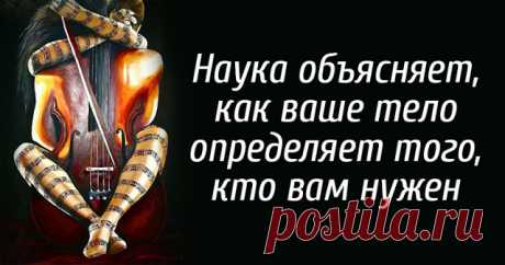Наука Объясняет, Как Ваше Тело Определяет Того, Кто Вам Нужен