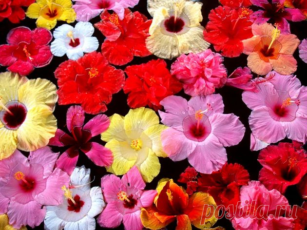 Комнатный гибискус. Обрезка и пересадка. Размножение. Удобрение и полив. - Flowertimes.ru