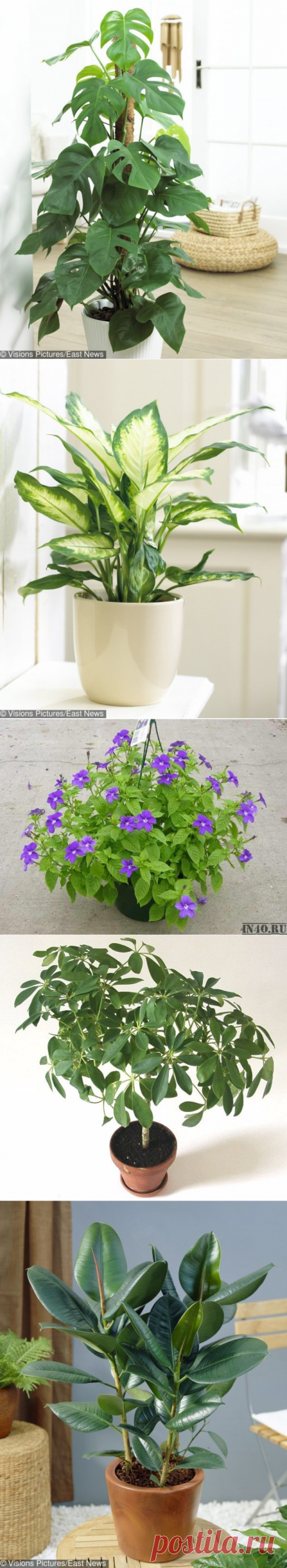 Домашние растения, от которых лучше держаться подальше / Все для женщины
