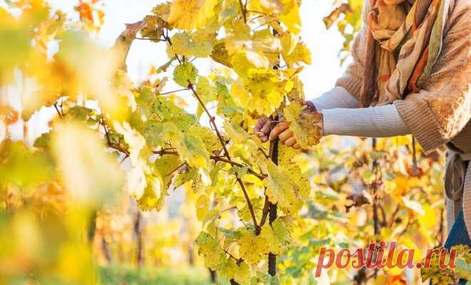 5 дел, которые необходимо сделать с виноградом в октябре | В саду (Огород.ru)