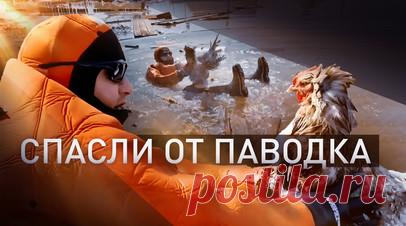 Сотрудники МЧС спасли двух человек и дюжину кур в Тюменской области. Временную дамбу размыло паводком у посёлка Плодопитомник в Тюменской области. Во время патрулирования спасатели на лодках эвакуировали из дома мужчину. Ещё одному пожилому человеку помогли добраться до безопасной зоны. Также сотрудники МЧС совместно со службой экстренного реагирования спасли с затопленного приусадебного участка дюжину кур. Читать далее