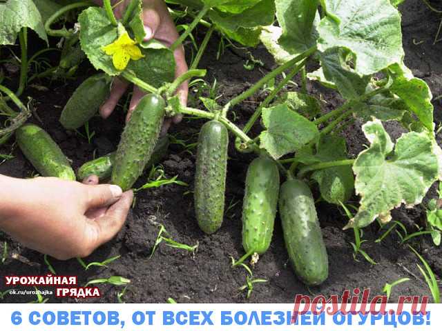 Одноклассники