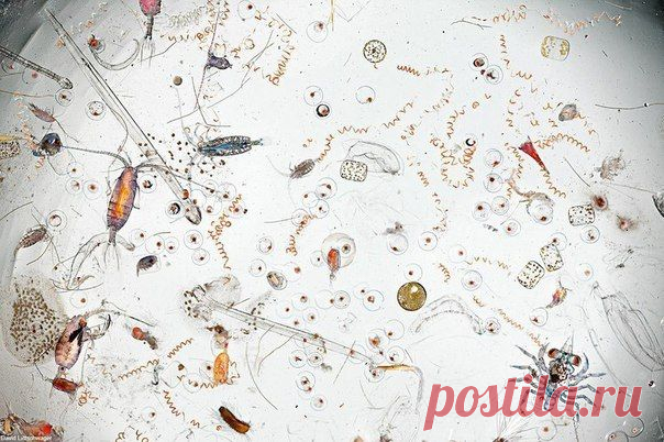 Капля морской воды под микроскопом / Интересное в IT