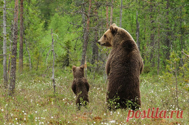 Отцы и дети в царстве животных