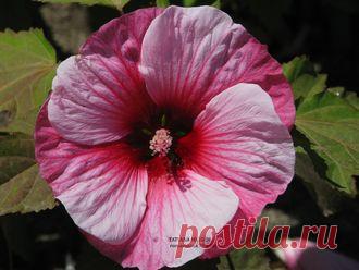 ГИБИСКУСЫ ТРАВЯНИСТЫЕ(КОРНИ)..на ОСЕНЬ 2016 г . Раздел будет пополнятся до середины августа . - Товар