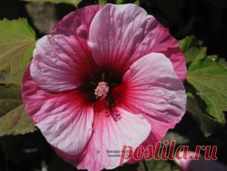 ГИБИСКУСЫ ТРАВЯНИСТЫЕ(КОРНИ)..на ОСЕНЬ 2016 г . Раздел будет пополнятся до середины августа . - Товар