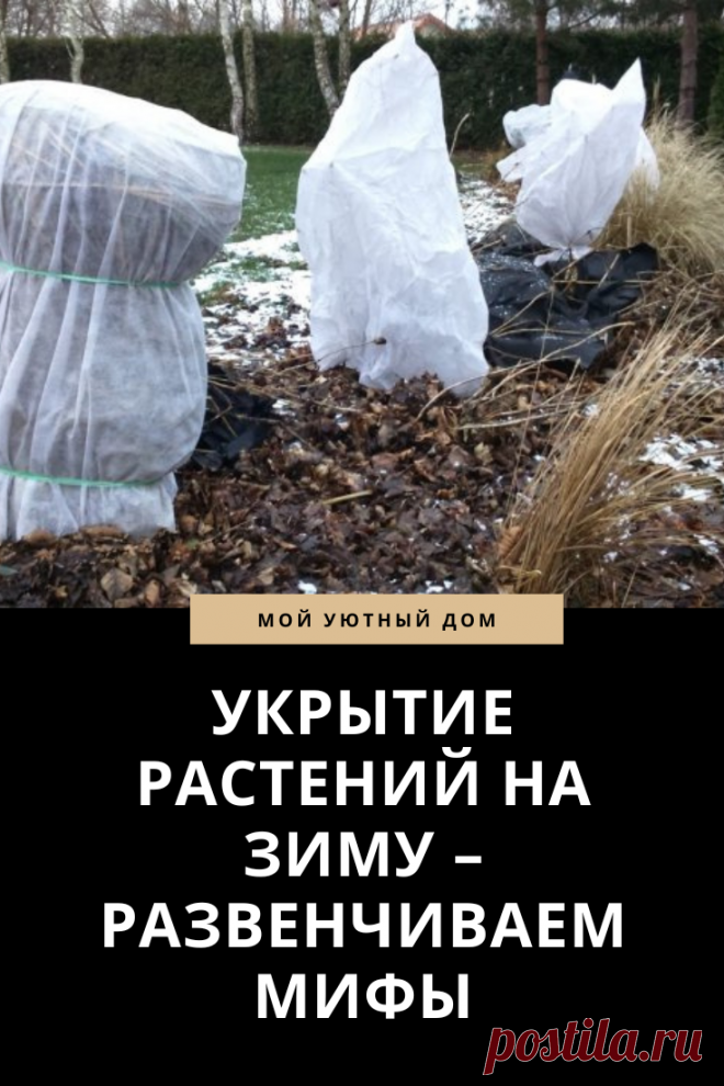 Как правильно укрыть розы на зиму