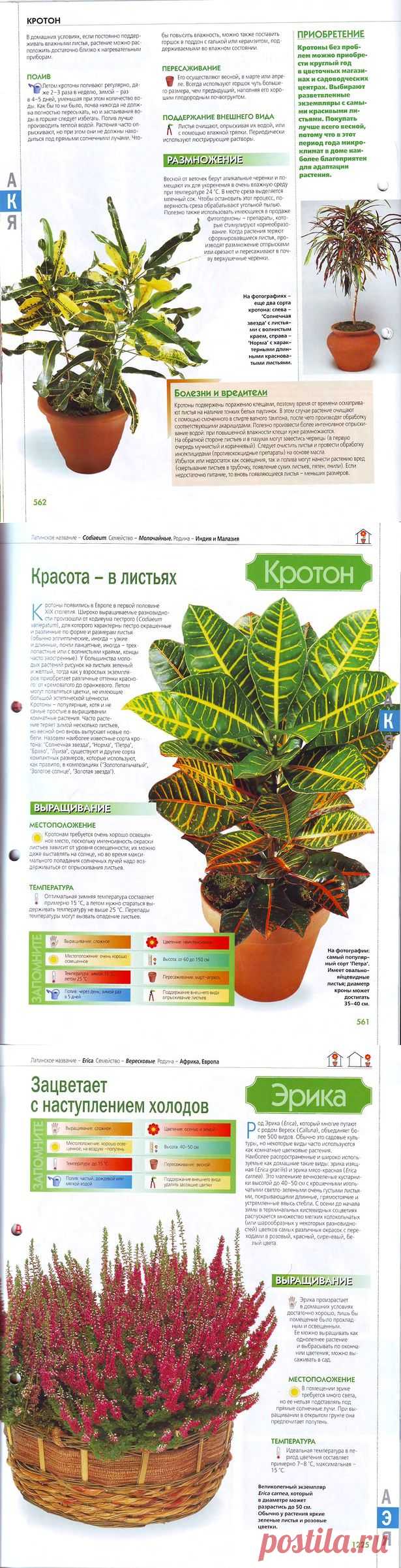 Комнатные и садовые растения №1 - Флора и фауна -